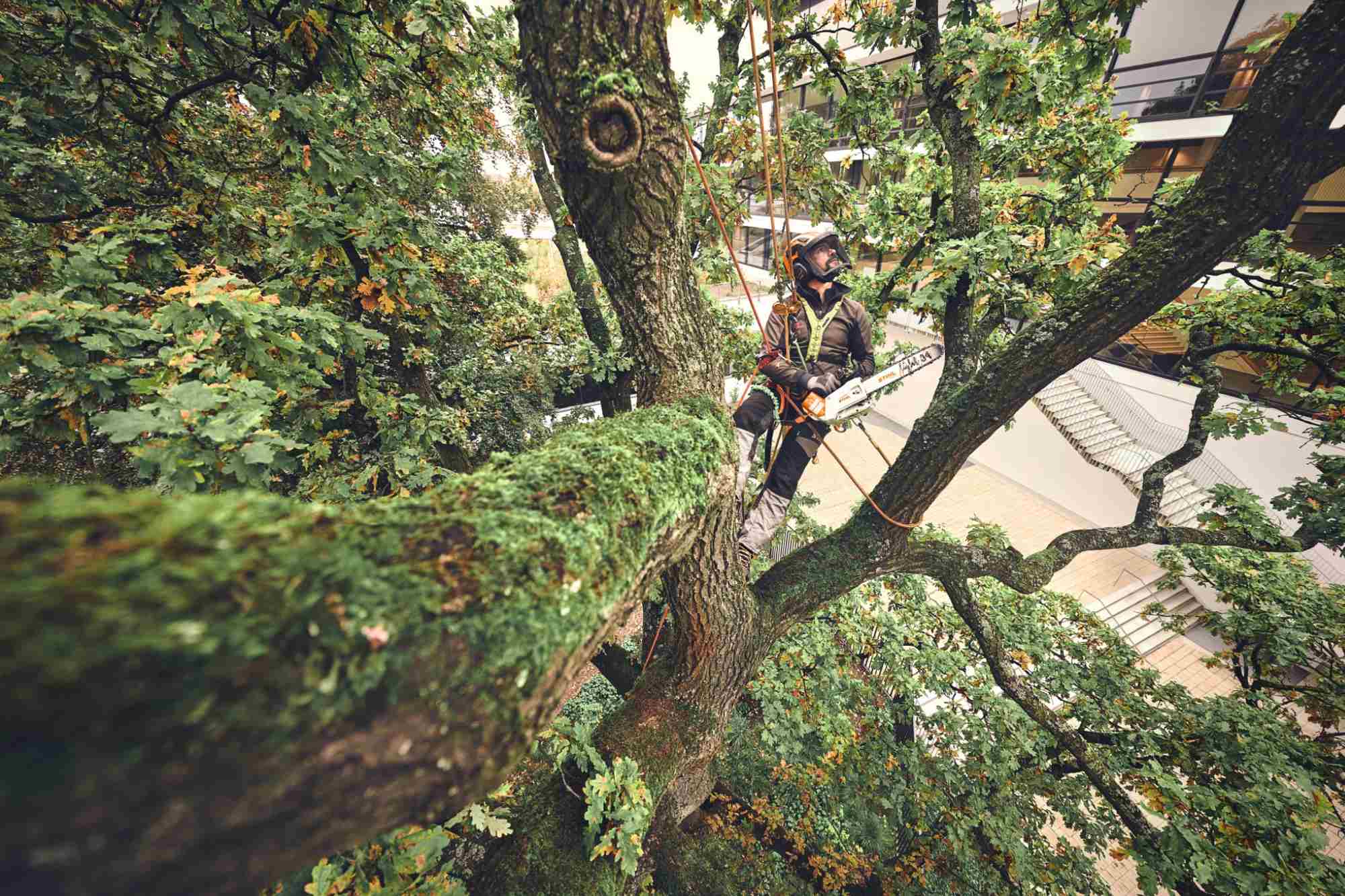 STIHL Akku-Baumpflegesäge MSA 220 T, 3/8", PS3 Pro, Schienenlänge 30 cm - Image 5